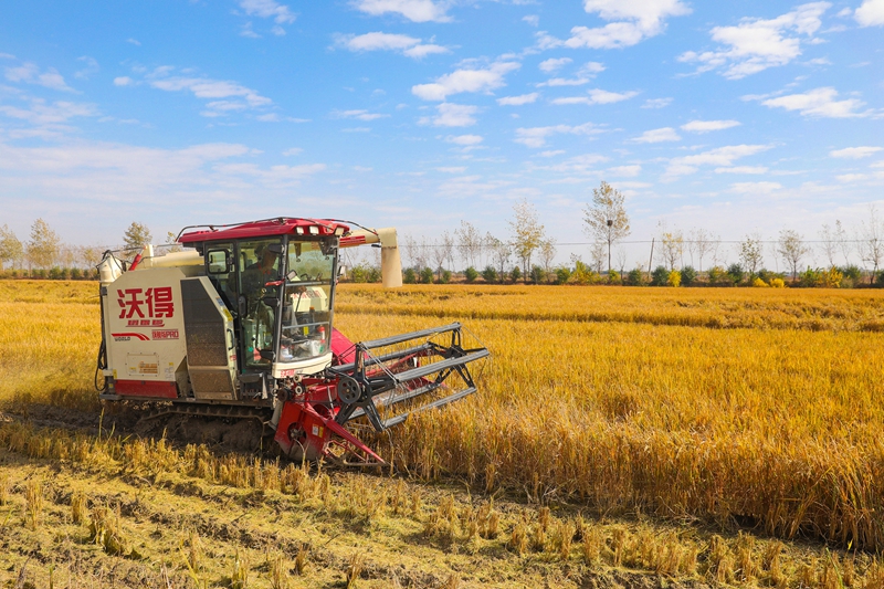 昔日沉陷区 今朝稻飘香(3870518)-20251113094304_副本.jpg